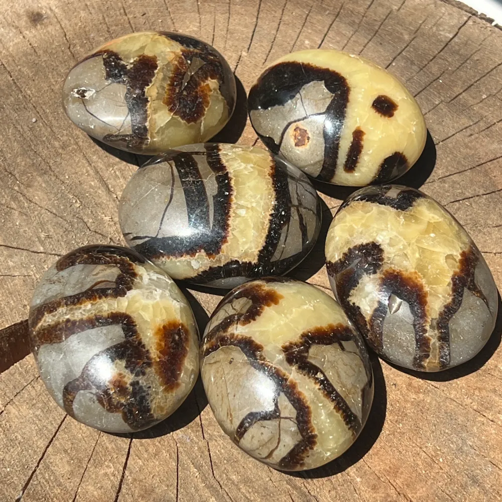 Палмов камък септария 5 см