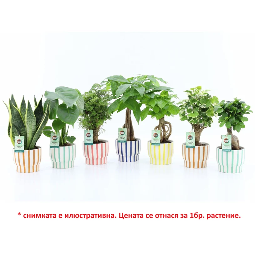 ЗЕЛЕНИ РАСТЕНИЯ МИКС