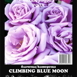 КОРЕН РОЗИ CLIMBING BLUE MOON