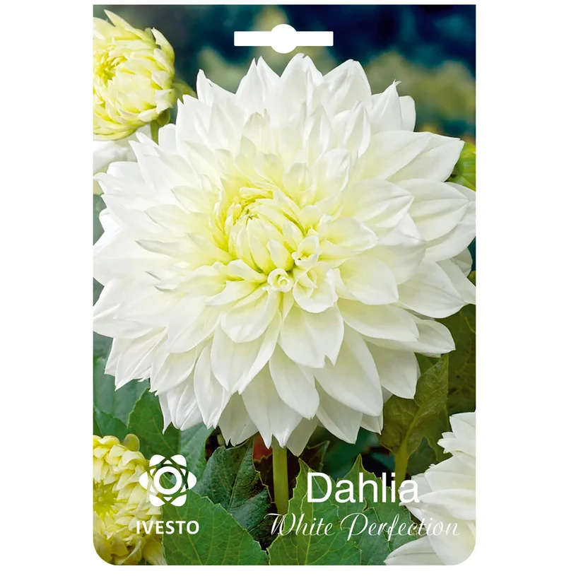 ЛУКОВИЦИ DAHLIA IVESTO WHITE PERFECTION