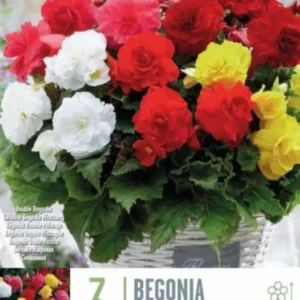 БЕГОНИЯ DOUBLE MIXED COLOURS 3 БР