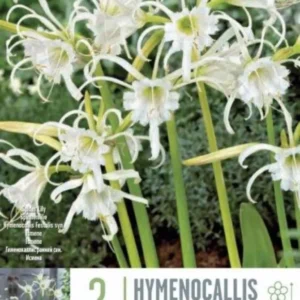 ХИМЕНОКАЛИС FESTALIS ZWANENBURG 2 БР