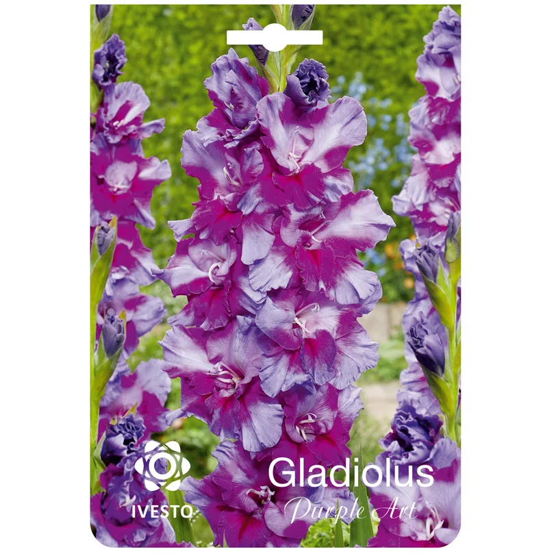 ЛУКОВИЦИ GLADIOLUS IVESTO PURPUL ART