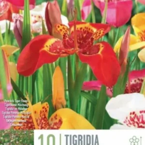 ТИГРИДИЯ PAVONIA МИКС 10 БР