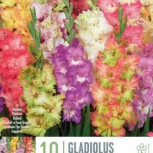 ГЛАДИОЛ RUFFLED MIXED COLOURS 10БР