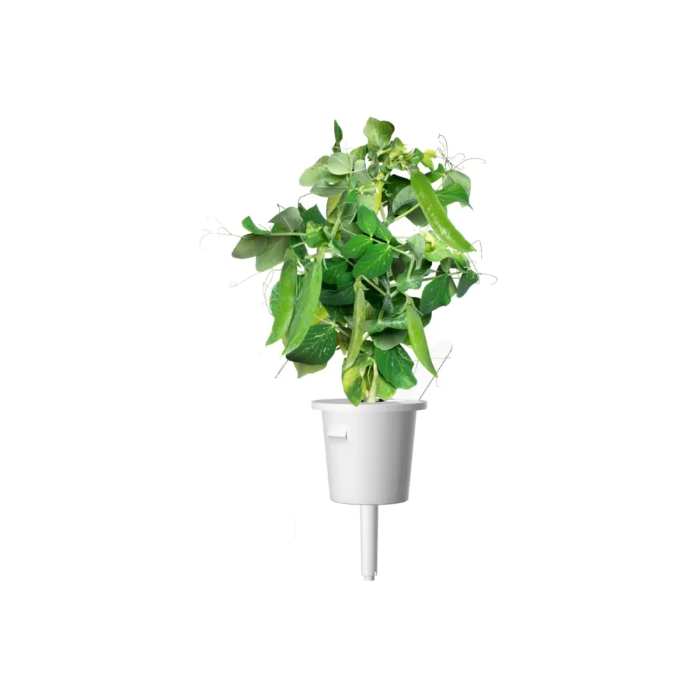 Мини грах - 3 капсули семена за Smart Garden
