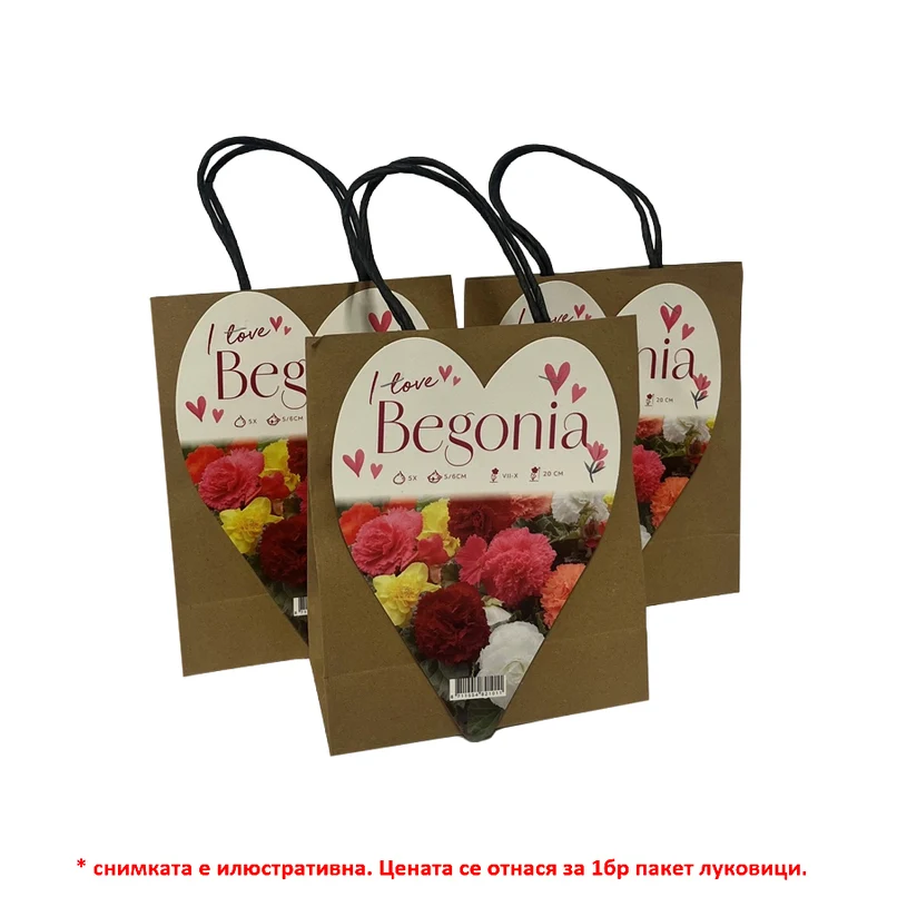 SPRING BULBS BEGONIA I LOVE