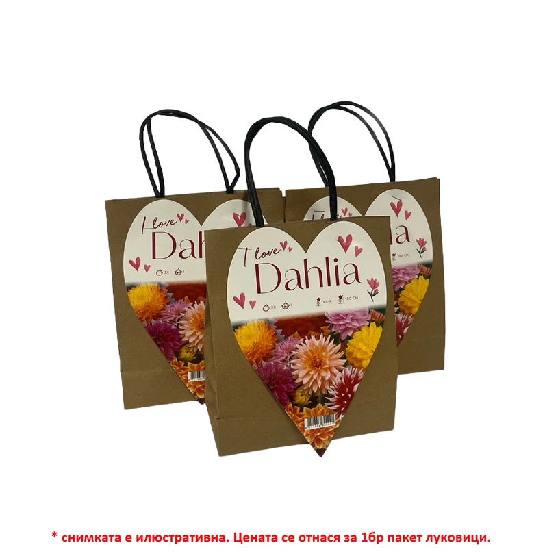 SPRING BULBS DAHLIA I LOVE