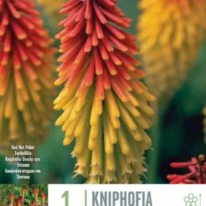 КНИФОФИЯ UVARIA 1 БР