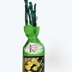 КОРЕН РОЗИ YELLOW SPRING